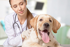 Agora Knowledge Journal Pet Care Topics